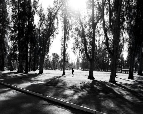 Calm walk through a Chilean city park